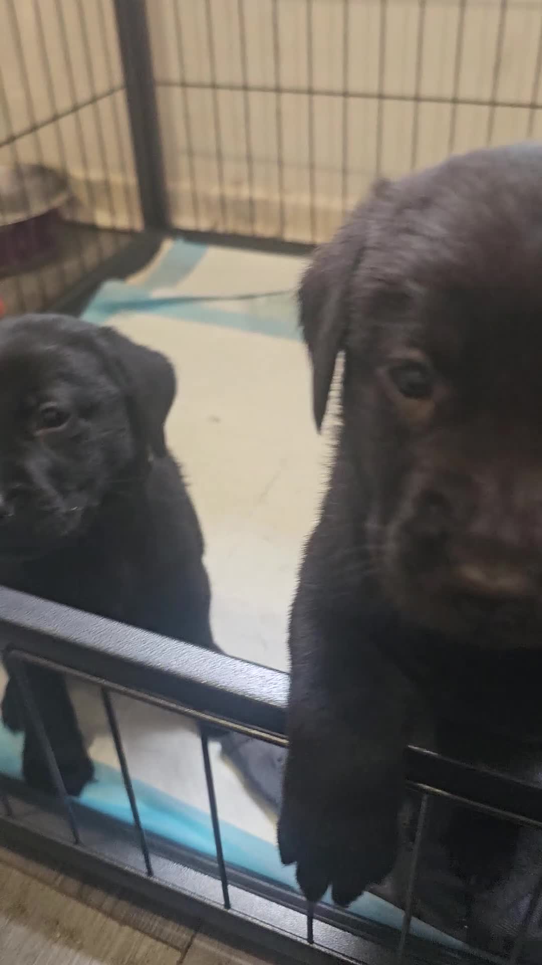 Labrador Retriever dogs for sale: Outstanding litter of 7 KC Reg Labrador Pups - Video 3