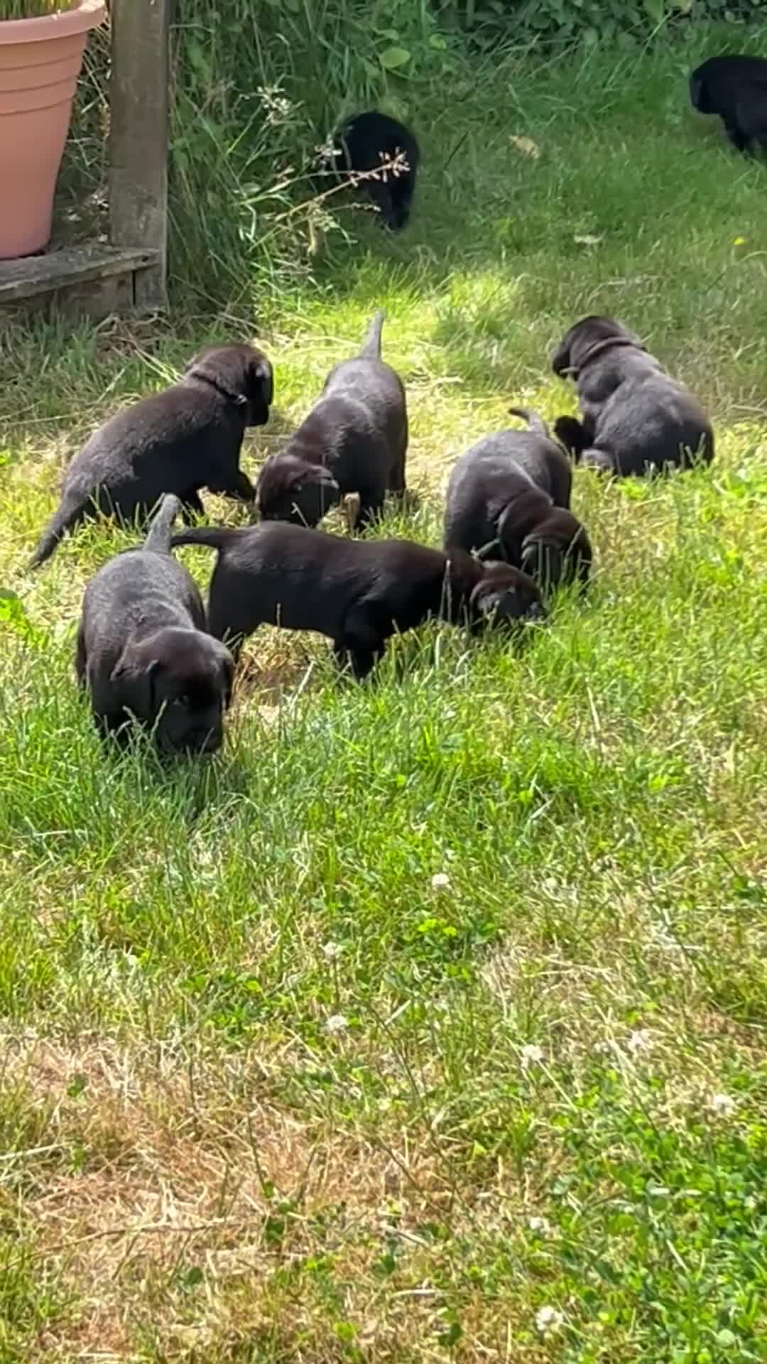 Labrador Retriever dogs for sale: labrador puppies health tested parents in Honiton - Video 1