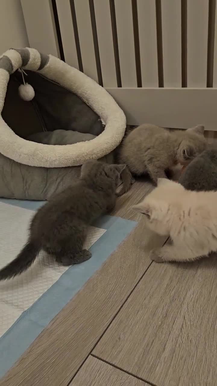 Scottish Fold cats for sale: 🐱British Shorthair x Scottish Fold Kittens🐱 - Video 2