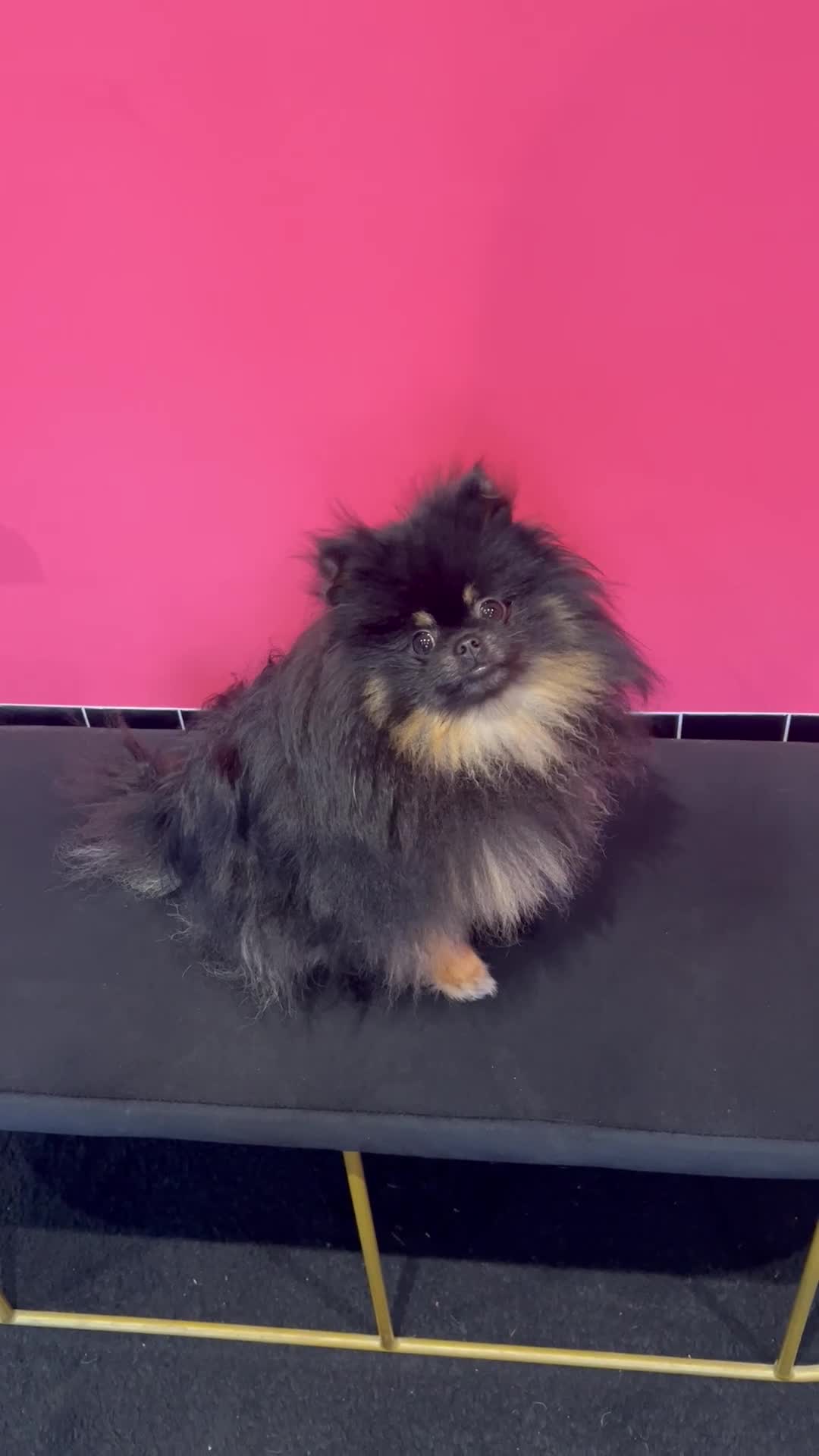 Pomeranian dogs for stud: Beautiful black & tan Pomeranian Stud  - Video 1