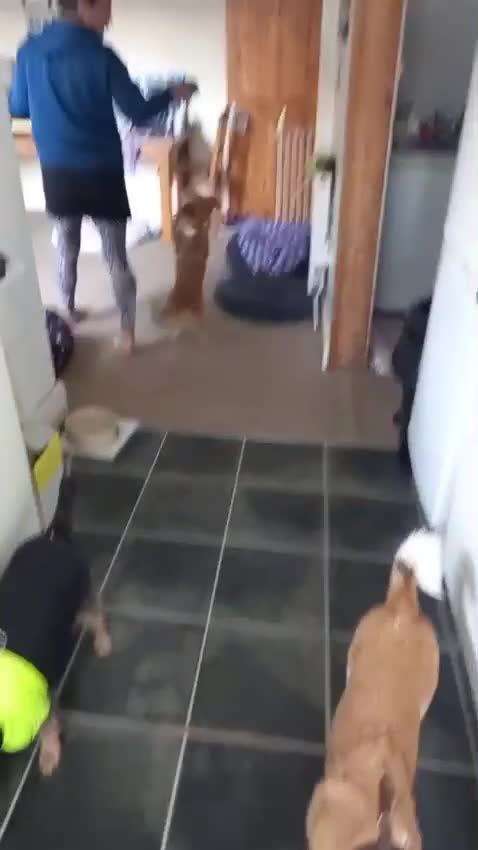 Mixed Breed dogs for adoption: ❤️MEYA&KALLIE❤️-2 SMALL SISTERS SEEK A KIND HOME - Video 2