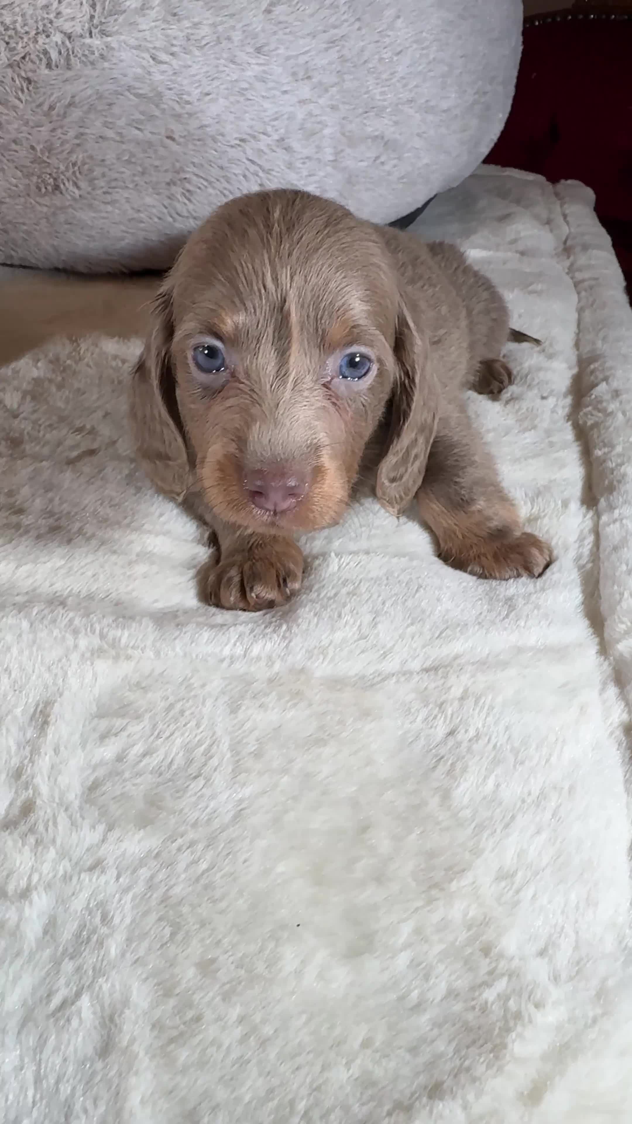 Miniature Dachshund dogs for sale: Long Hair Dachshund miniature Dapple - Video 2