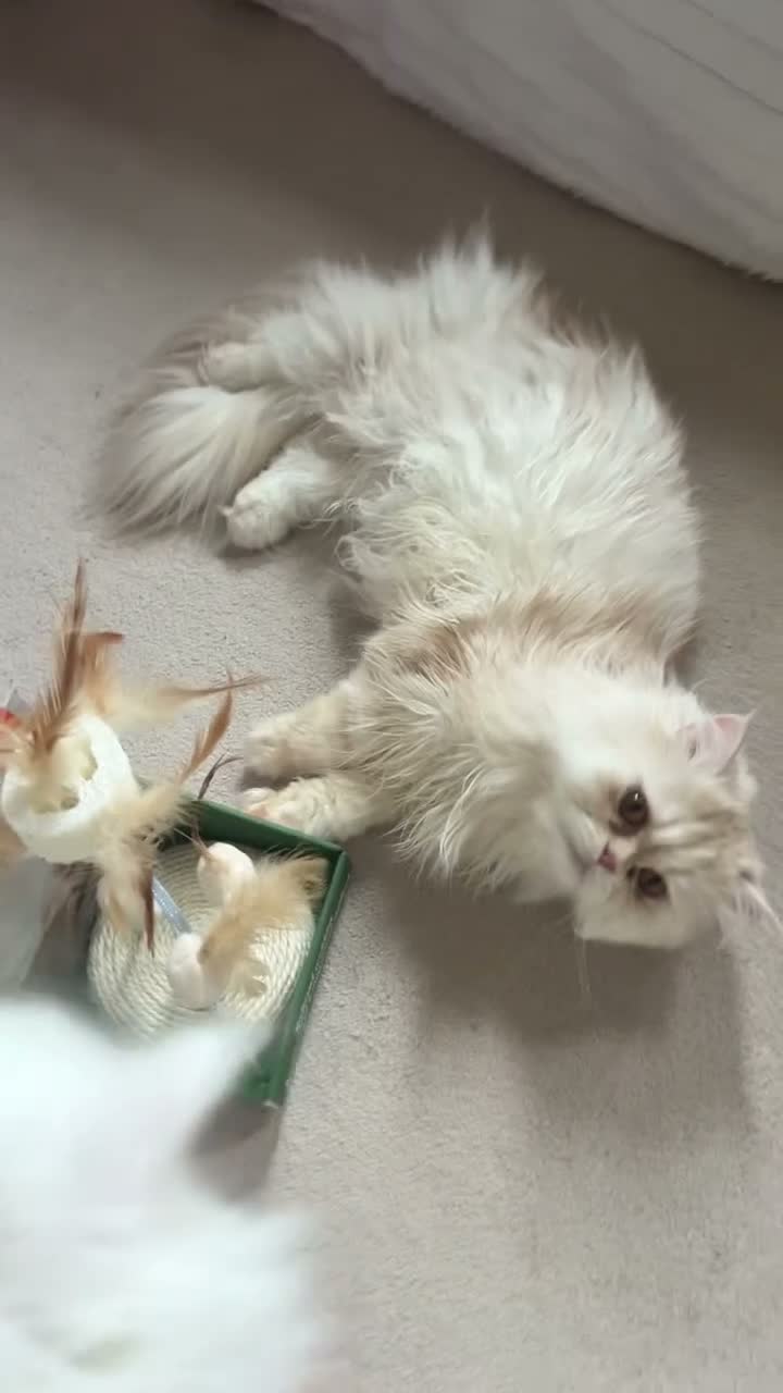 Persian cats for sale: 🌾 EXOTIC DOLL FACE PERSIAN Kittens - Video 2