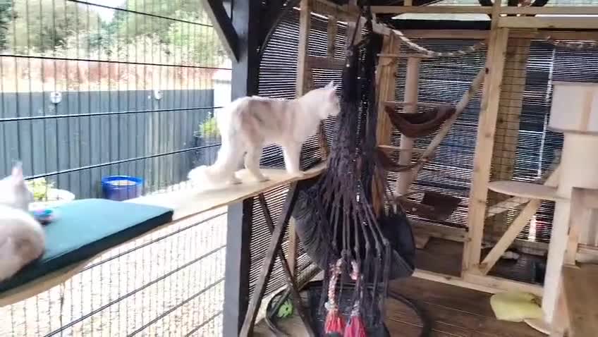 Maine Coon cats for sale: Pure Mainecoon boy Fun, intelligent, home raised. - Video 2