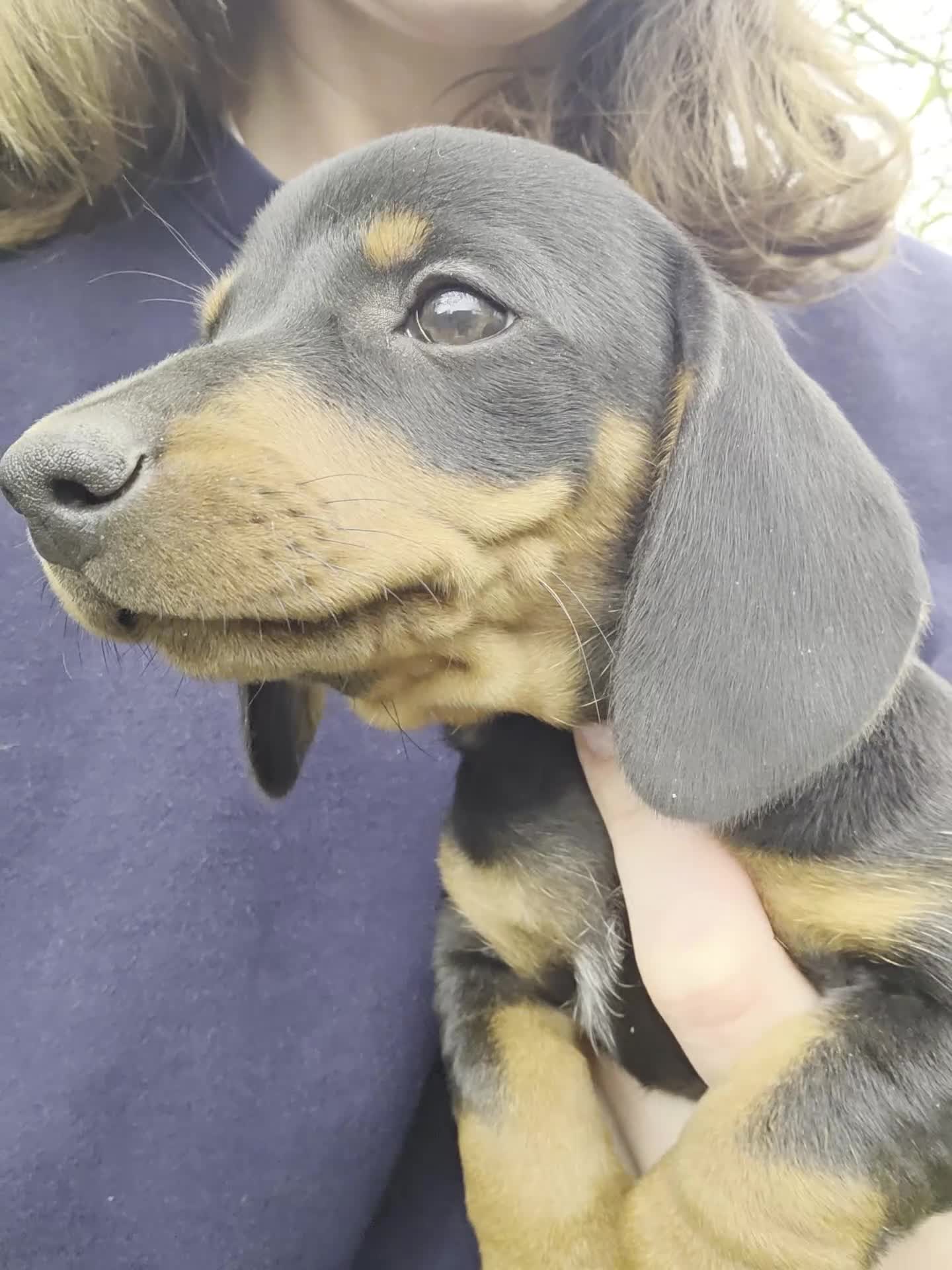 Dachshund dogs for sale: Standard KC Dachshunds  - Video 5