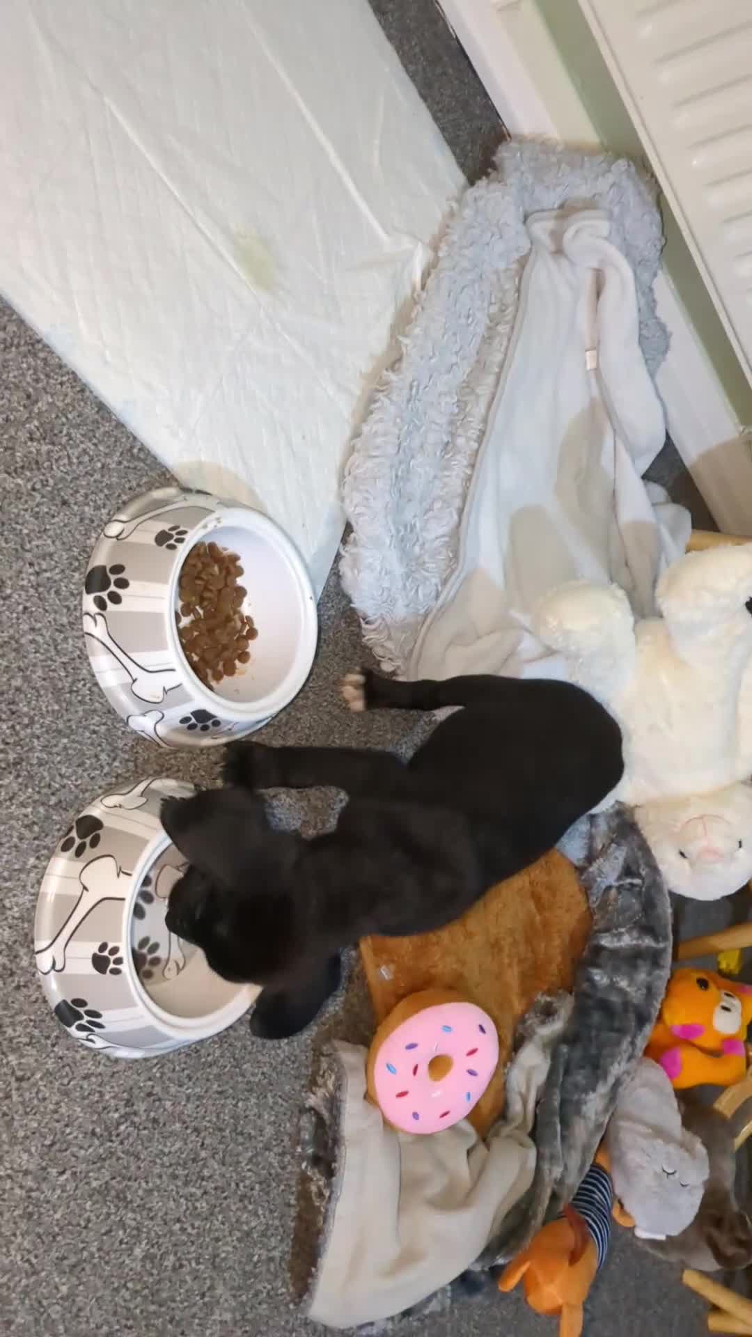 Mixed Breed dogs for sale: Needs a loving home  - Video 3