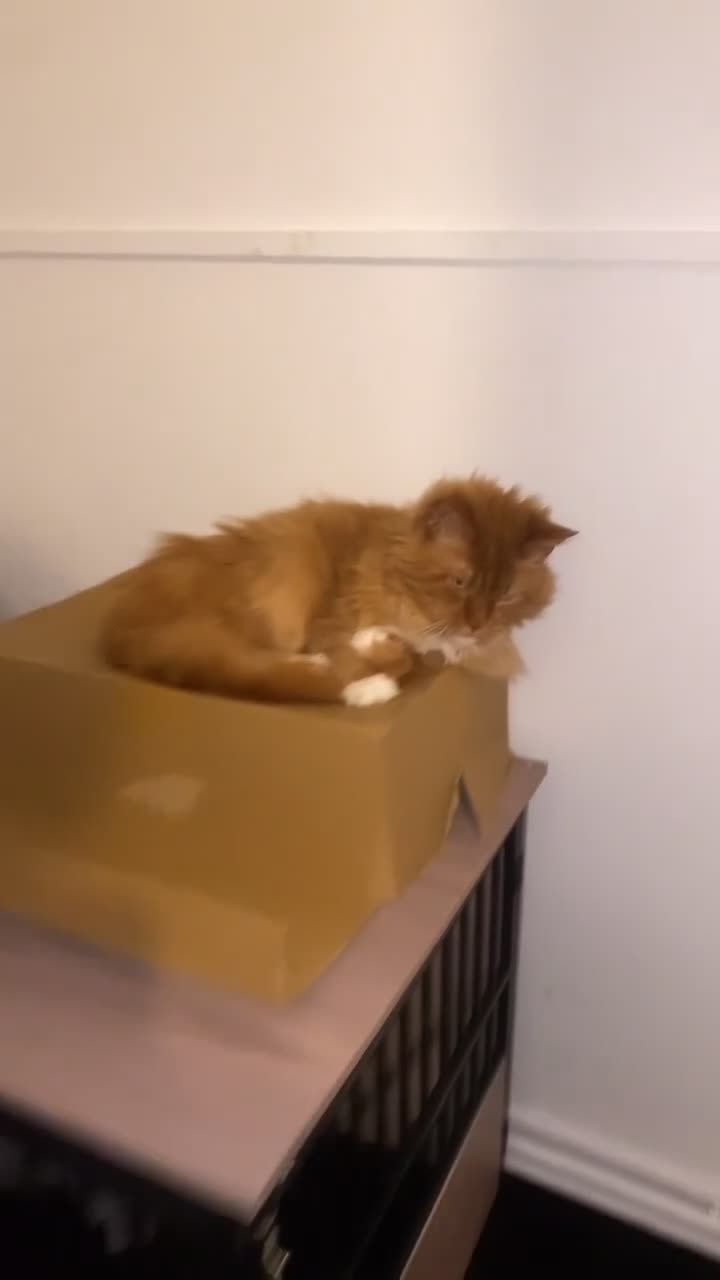 Maine Coon cats for sale: ABSOLUTELY BEAUTIFUL Red Tabby Maine Coon Boy - Video 3