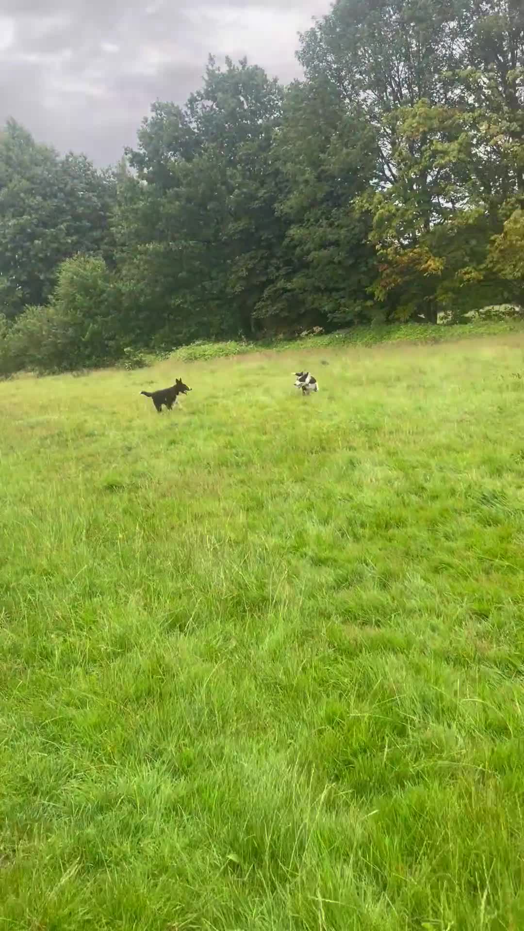 Border Collie dogs for sale: Border collie named Harley - Video 3