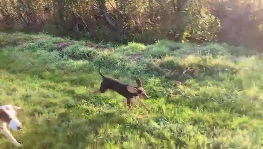 Mixed Breed dogs for adoption: Toyah Sweet gentle small girl - Video 3