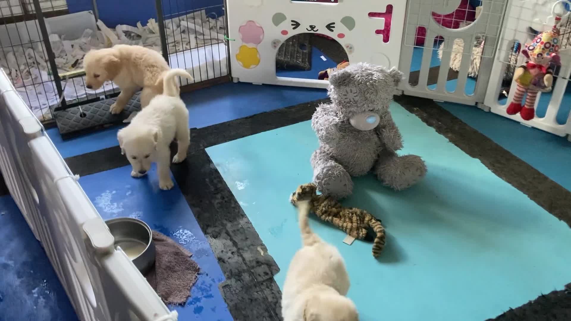 Golden Retriever dogs for sale: KC Registered  boy from 5 Star Breeder  - Video 1