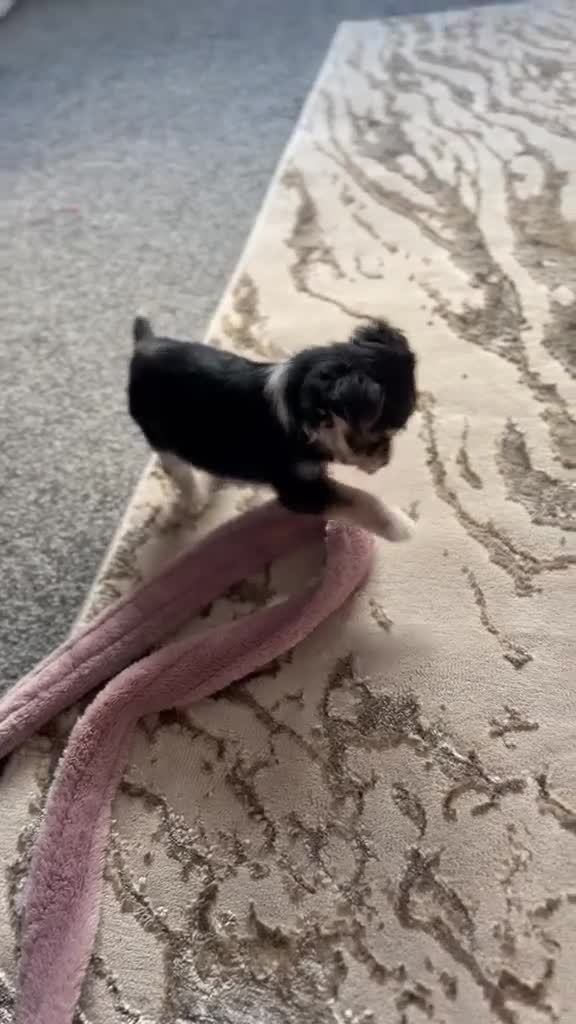 Chorkie dogs for sale: Tiny little boy for sale - Video 1