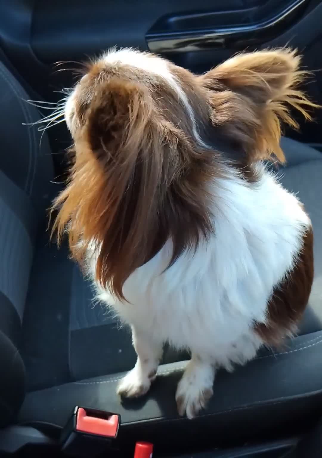 Chihuahua dogs for stud: KC reg-Heath Tested-Proven Stud - Video 1