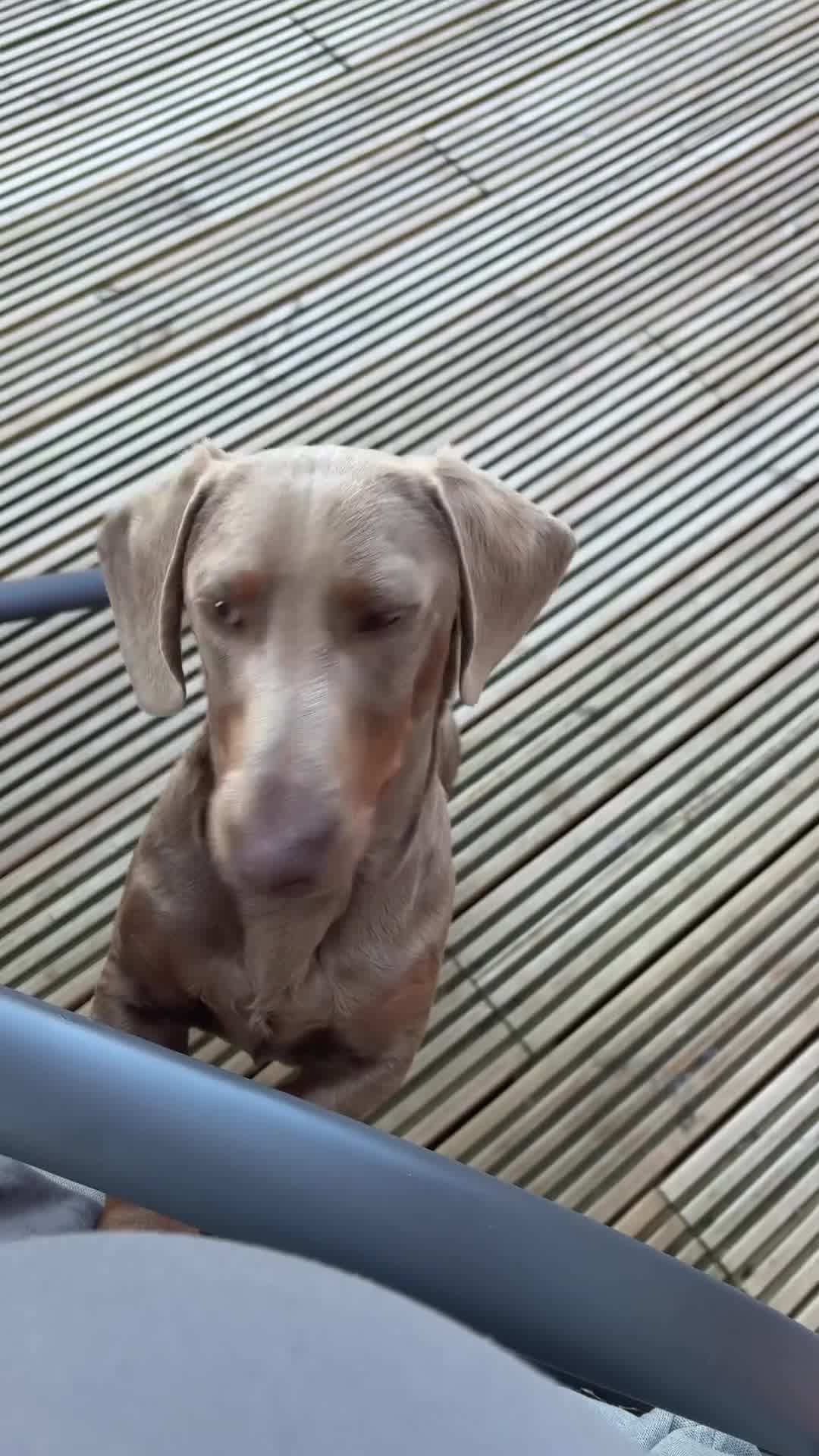 Miniature Dachshund dogs for sale: Ronnie miniature dachshund  - Video 2