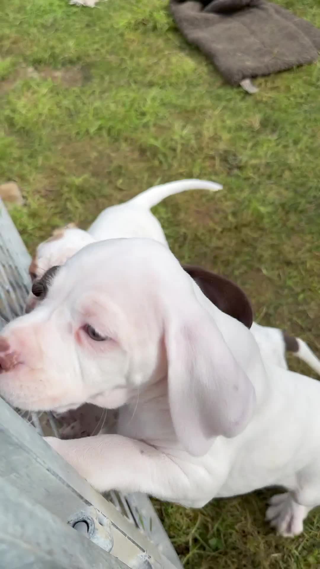 Braque du Bourbonnais dogs for sale: Braque du Bourbonnais Puppies - Video 1