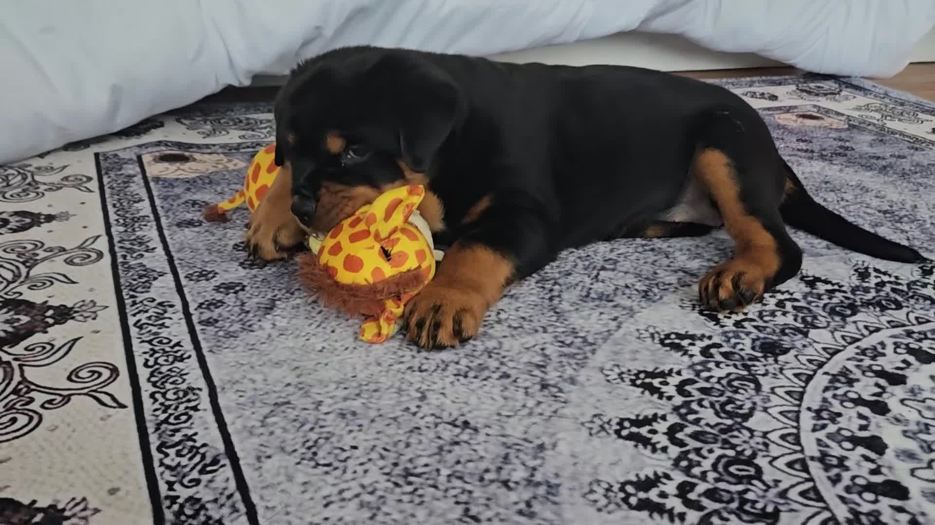 Rottweiler dogs for sale: Show Quality KC reg. rottweiler puppy  - Video 3