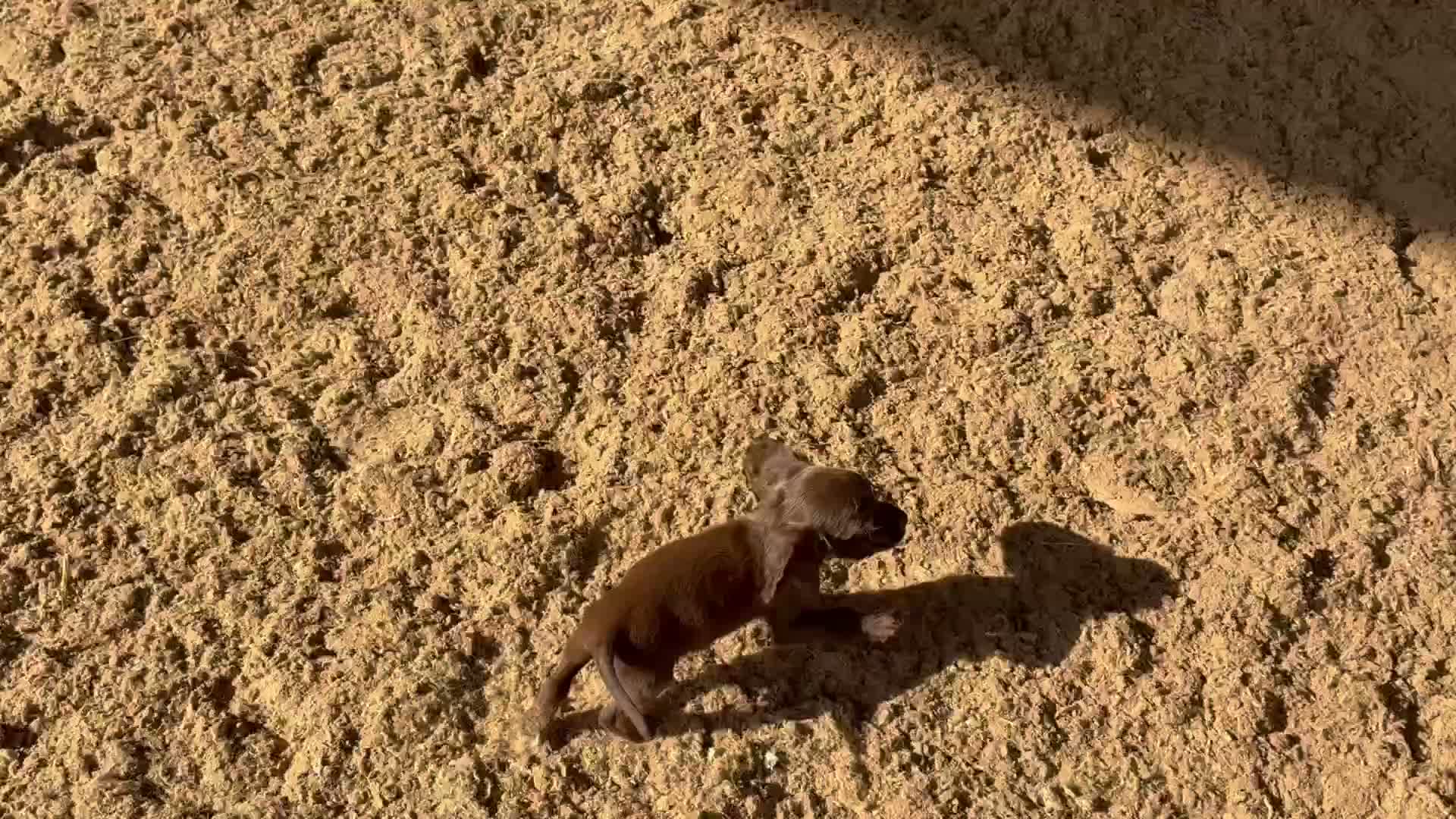 Cocker Spaniel dogs for sale: Girls Only READY November -bookings being taken - Video 2
