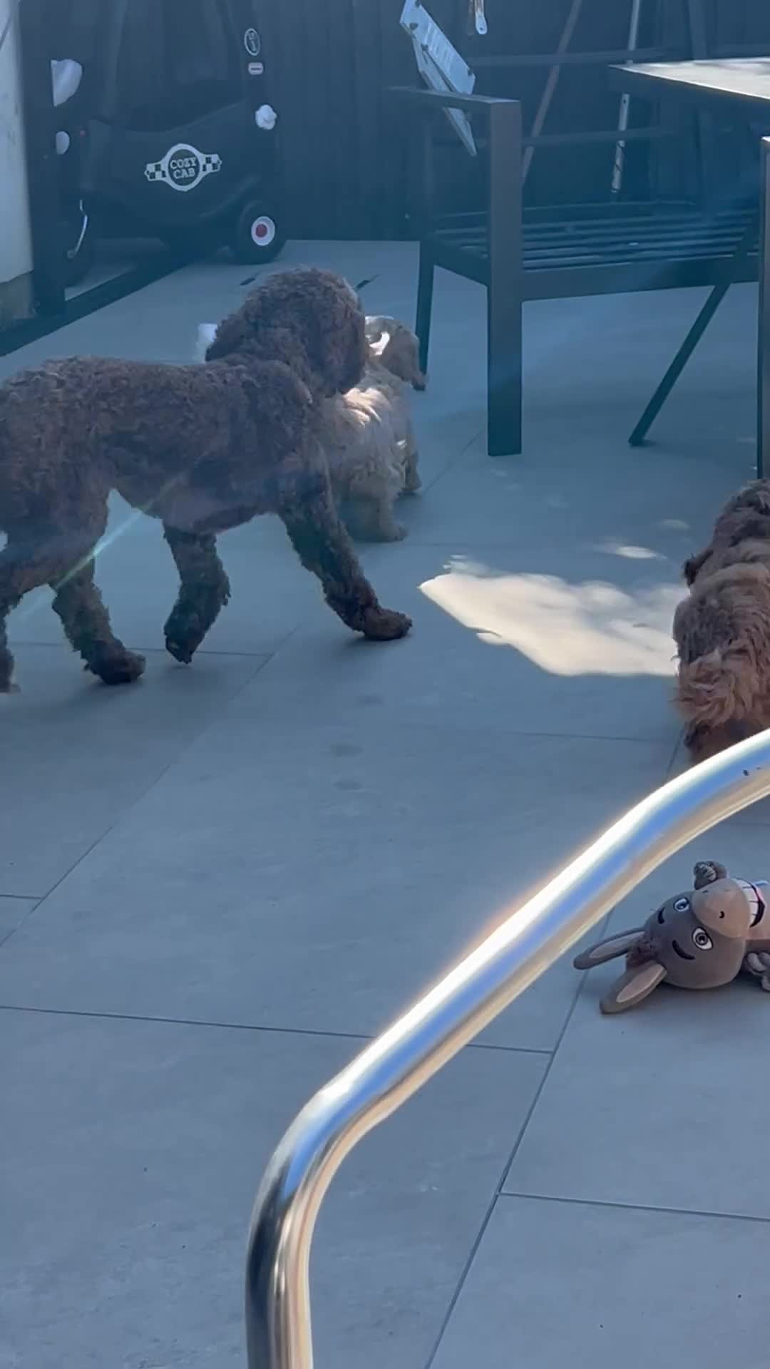 Mixed Breed dogs for sale: One male beutiful male cavapooshion puppy     - Video 1