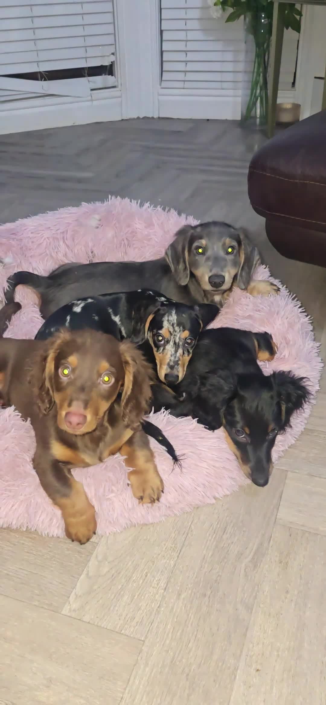 Miniature Dachshund dogs for sale: 💙💙Last 2 LONGHAIR BOY ❤️ 1 Girl SHORTHAIR - Video 4
