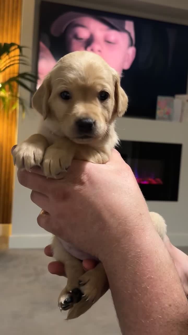 Double Doodle dogs for sale: READY NOW 🐾 !!LAST GIRL AVAILABLE!!! 🐾 - Video 1