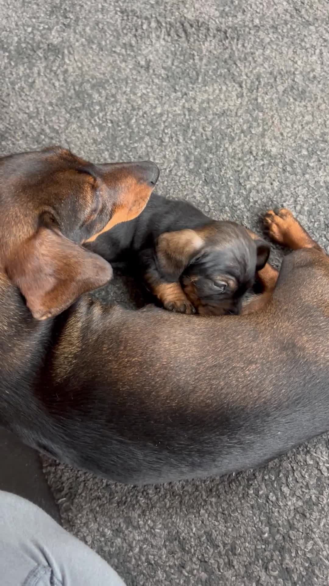 Miniature Dachshund dogs for sale: Miniature Dachshund - Video 1