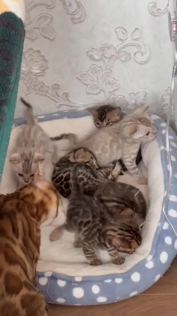 Bengal cats for sale: Bengal - Video 2