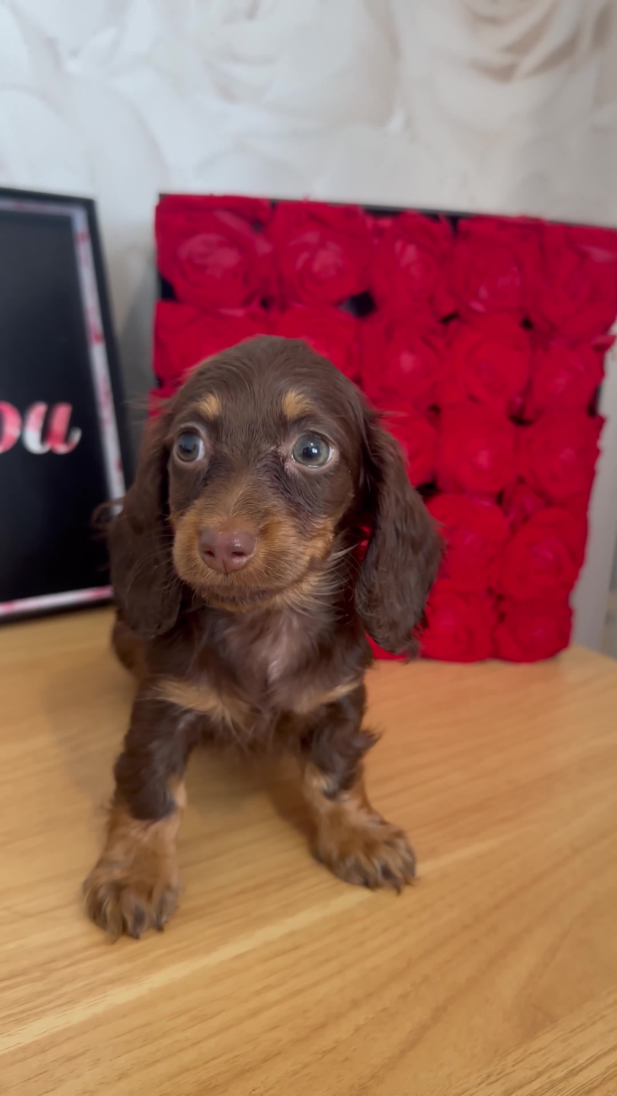 Miniature Dachshund dogs for sale: **Quality Super tiny dachshunds -Ready now - Video 1
