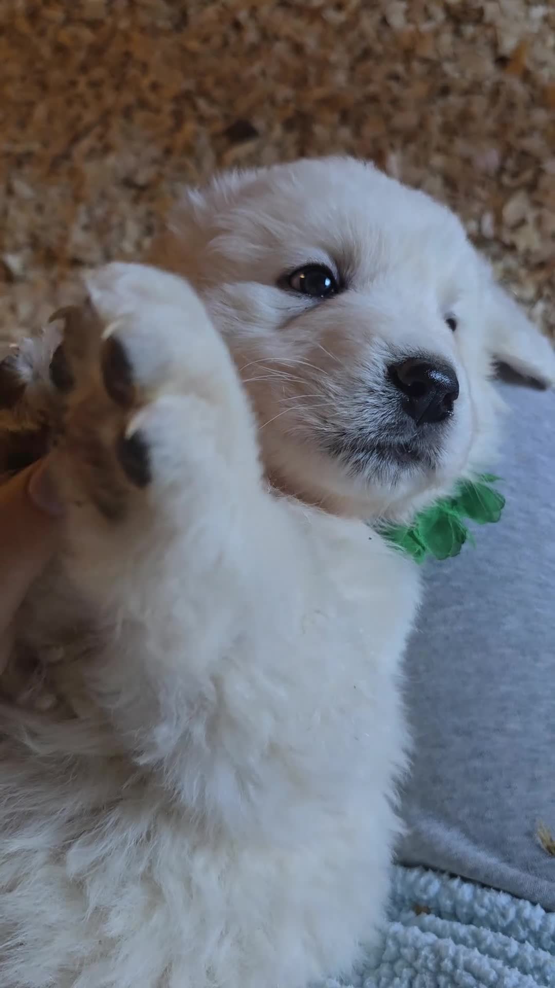 Pyrenean Mountain Dog dogs for sale: Polish tatra mountain sheepdog - Video 4