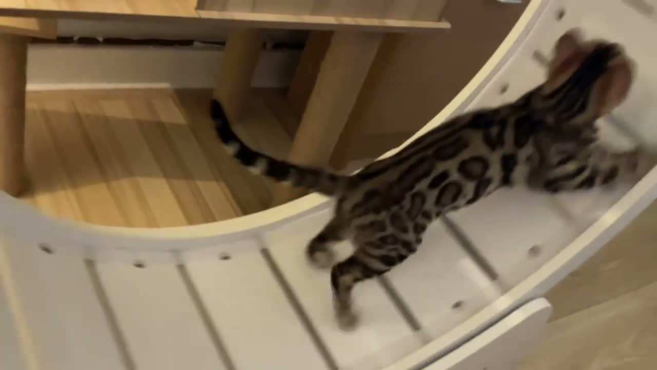 Bengal cats for sale: 🐅Gorgeous 😍One of a Kind Dream Bengal Boy!🐅 - Video 5