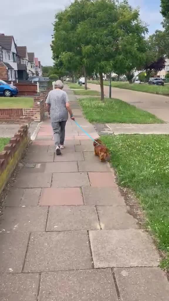 Mixed Breed dogs for adoption: Vernon in Sidcup - Video 1