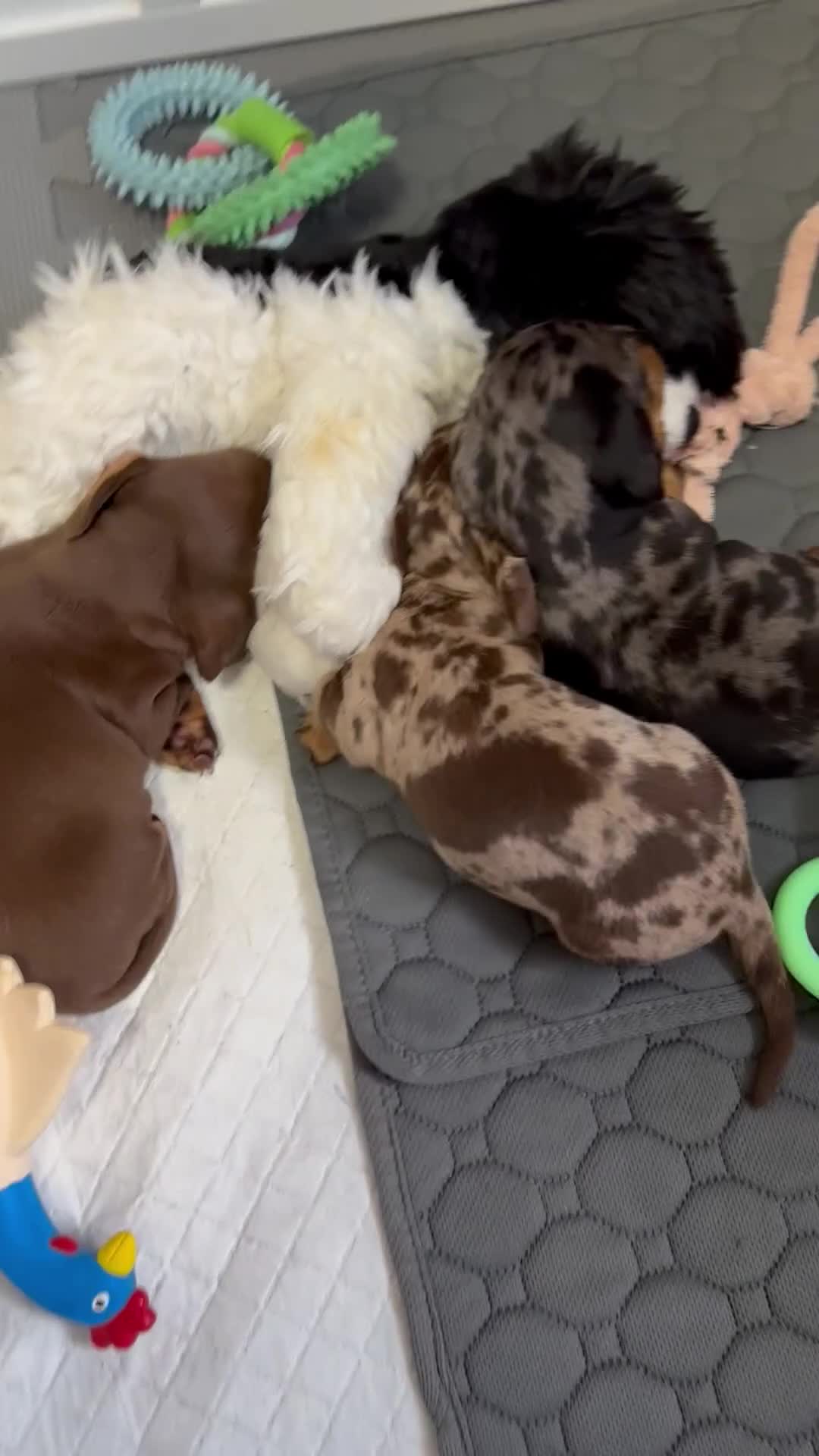 Miniature Dachshund dogs for sale: Stunning kc reg miniature dachshund puppies  - Video 1