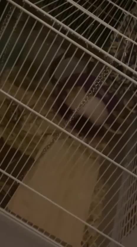 Hamster rodents for sale: Hamster ( cream colour ) - Video 4