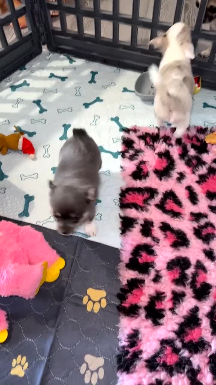 Chihuahua dogs for sale: ONE MALE LEFT READY FROM 3rd September - Video 2