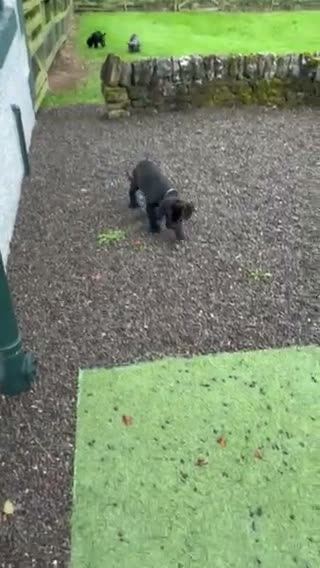 Cane Corso dogs for sale: Stunning Cane Corso Puppies - Video 3