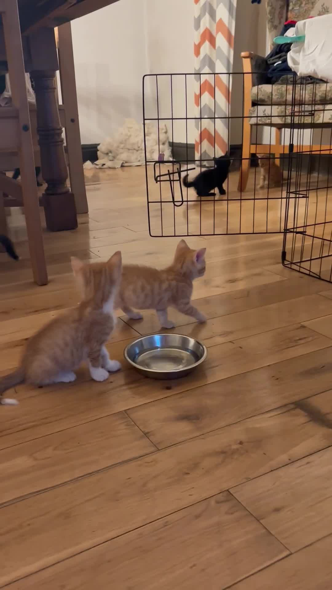 Mixed Breed cats for sale: Kittens will be ready 8th September for new home! - Video 1