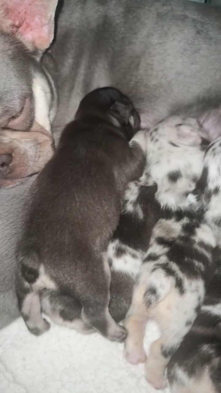 French Bulldog dogs for sale: 🐾Beautiful French Bulldog Puppies🐾 - Video 1