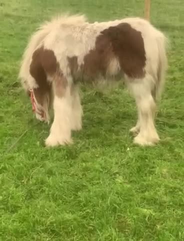 Irish Cob horses for sale: Little colt - Video 1