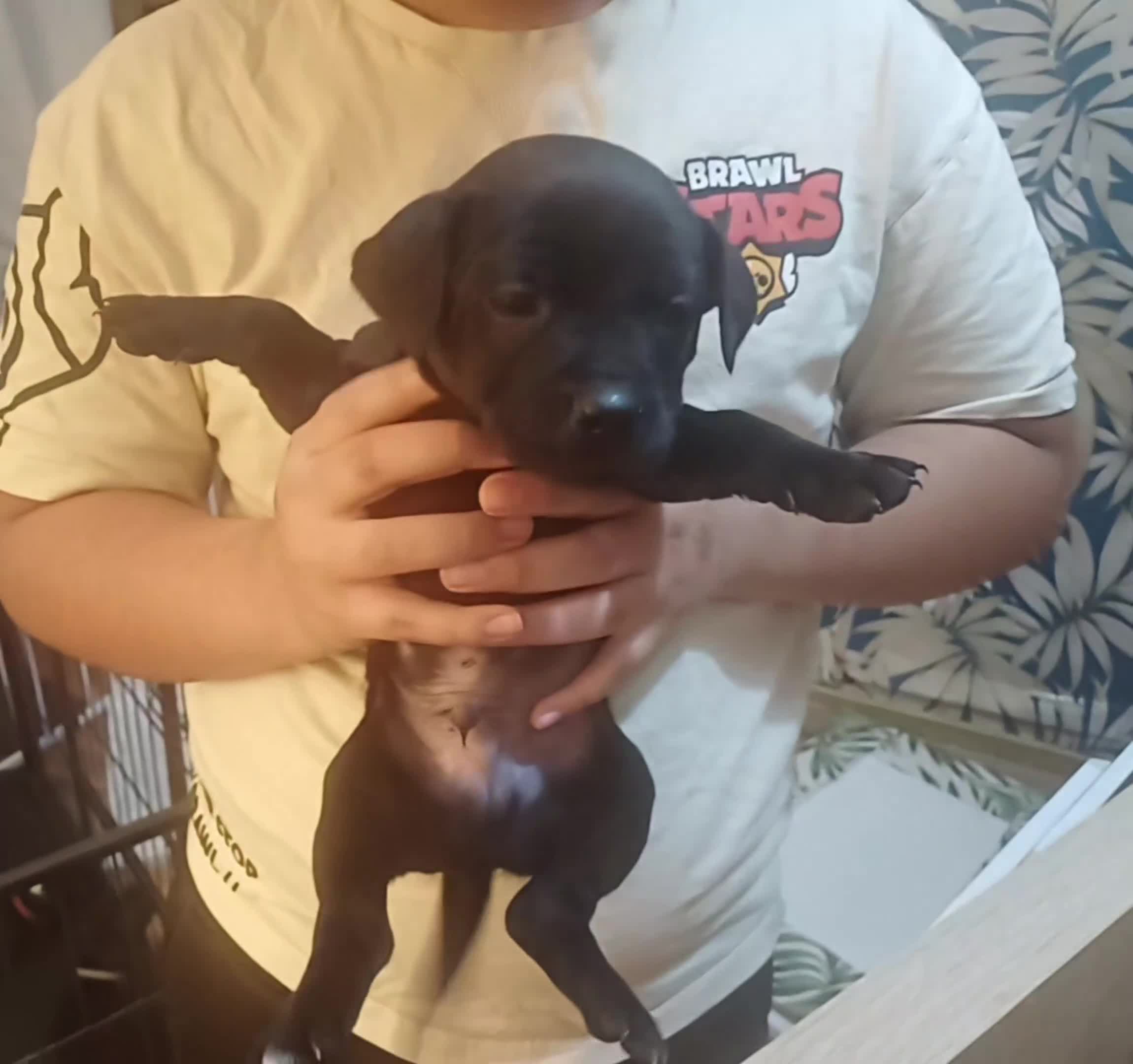 Mixed Breed dogs for sale: Staffordshire Bull Terrier, quarter Jack Russell. - Video 4