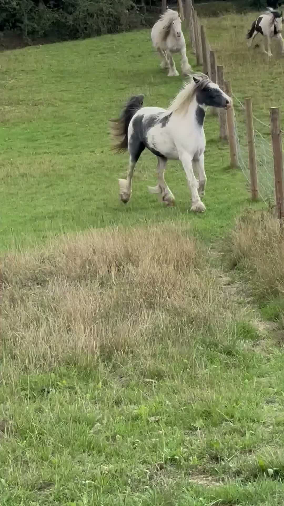 Other Breed horses for sale: Lovely little 2 year old filly  in Hartlepool - Video 1