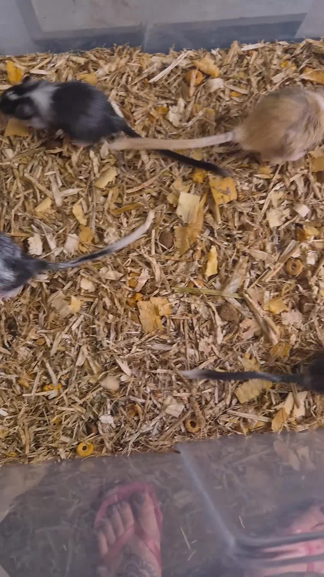 Gerbil rodents for sale: 8 gerbils looking for homes - Video 1