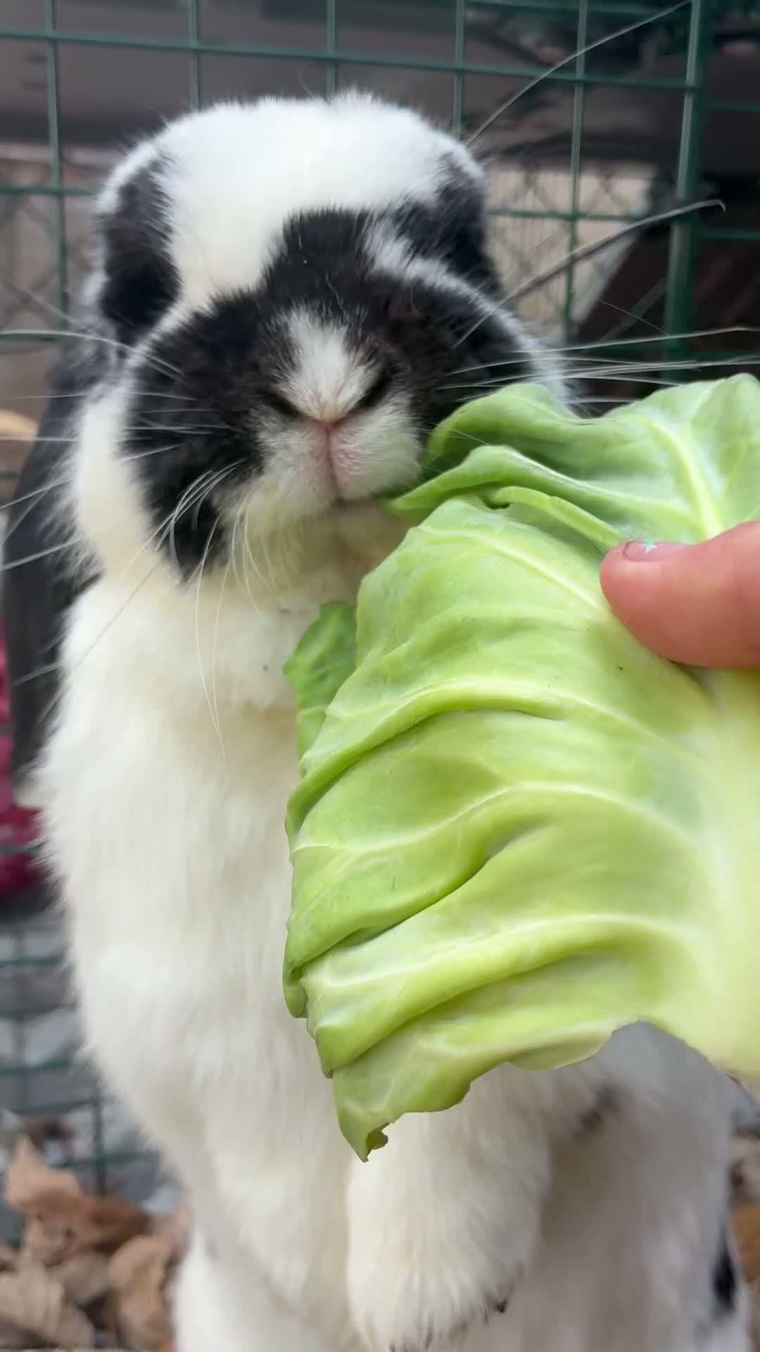 Mini Lop rabbits for sale: Mini lop rabbit  in Orpington - Video 1