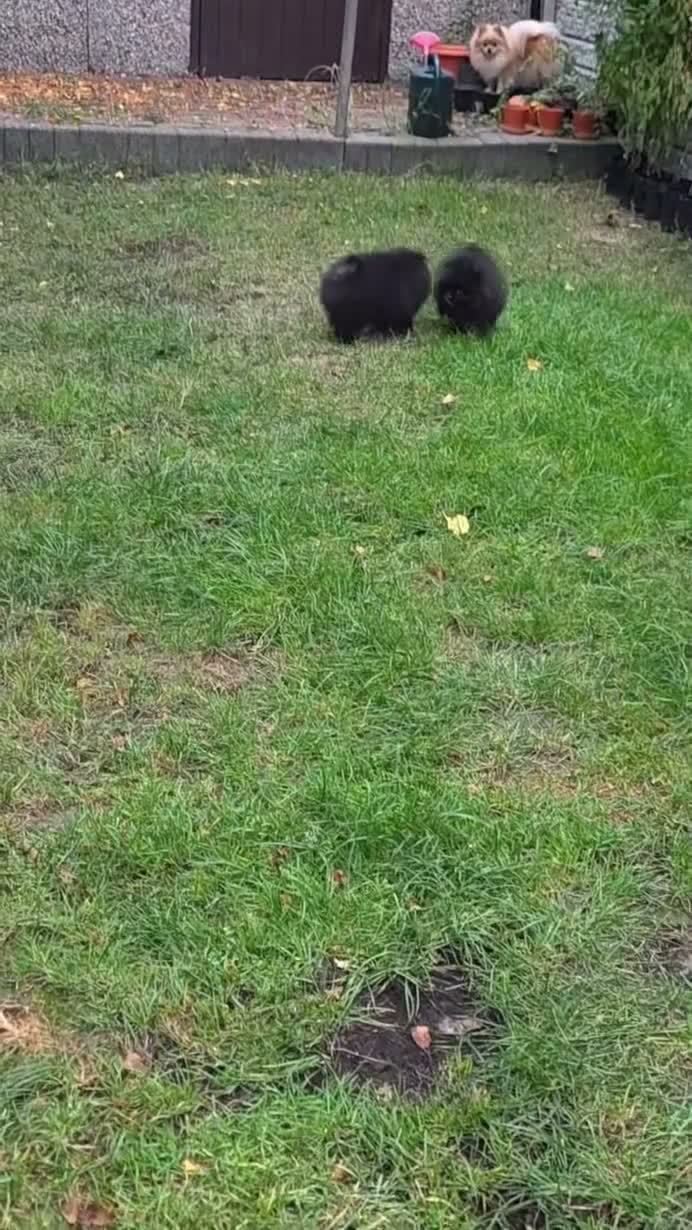 Pomeranian dogs for sale: Kennel Club Registered Pomeranian Puppies - Video 1