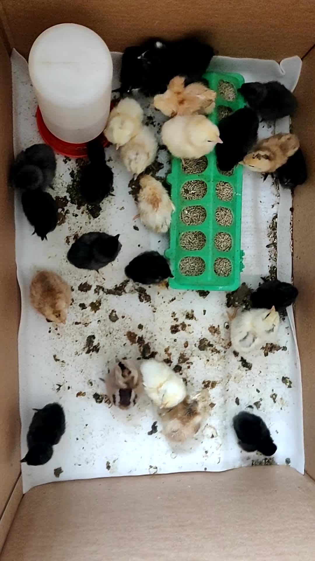 Chickens poultry for sale: Newborn baby chicks for sale in London  - Video 1