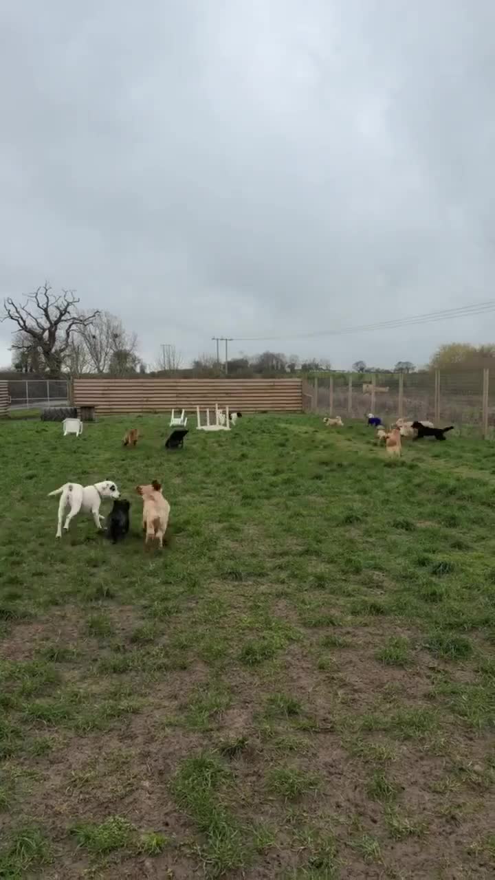 Mixed Breed dogs for adoption: ANGEL by name & nature - new videos added 13/3 - Video 4