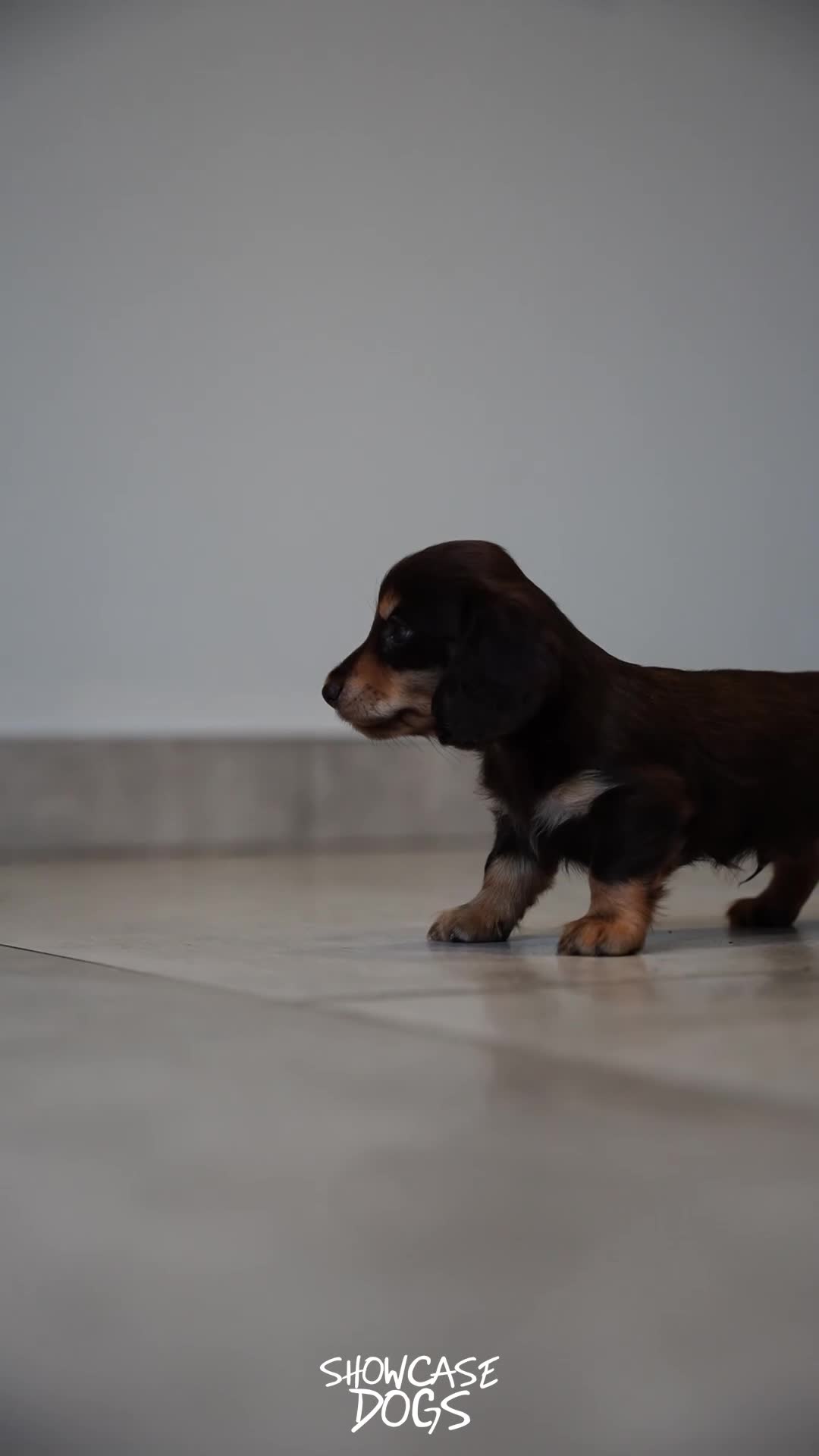 Miniature Dachshund dogs for sale: Miniature long haired dachshund  - Video 5