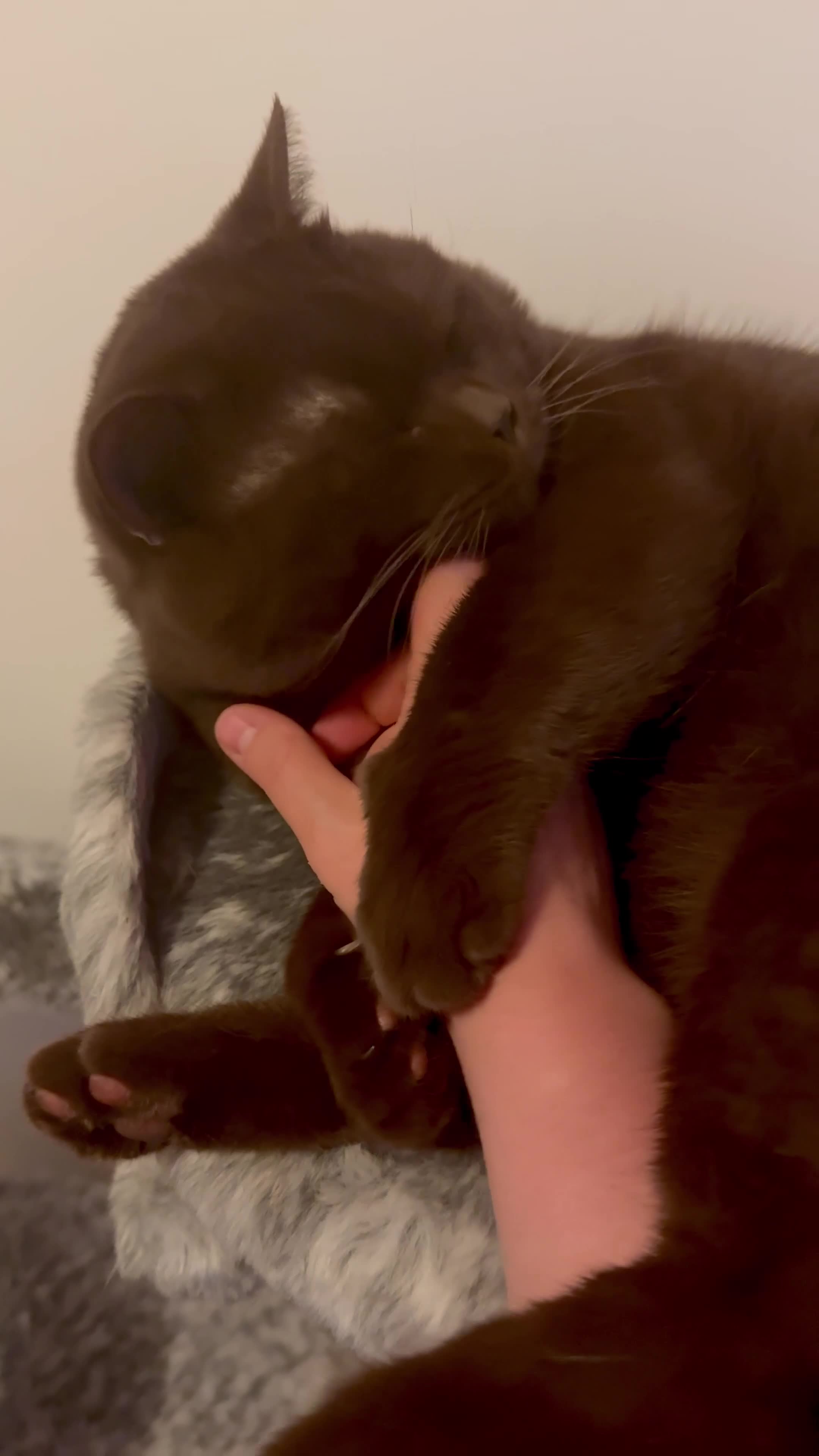 British Shorthair cats for stud: GCCF  Registered Chocolate & Lilac Active Studs  - Video 1