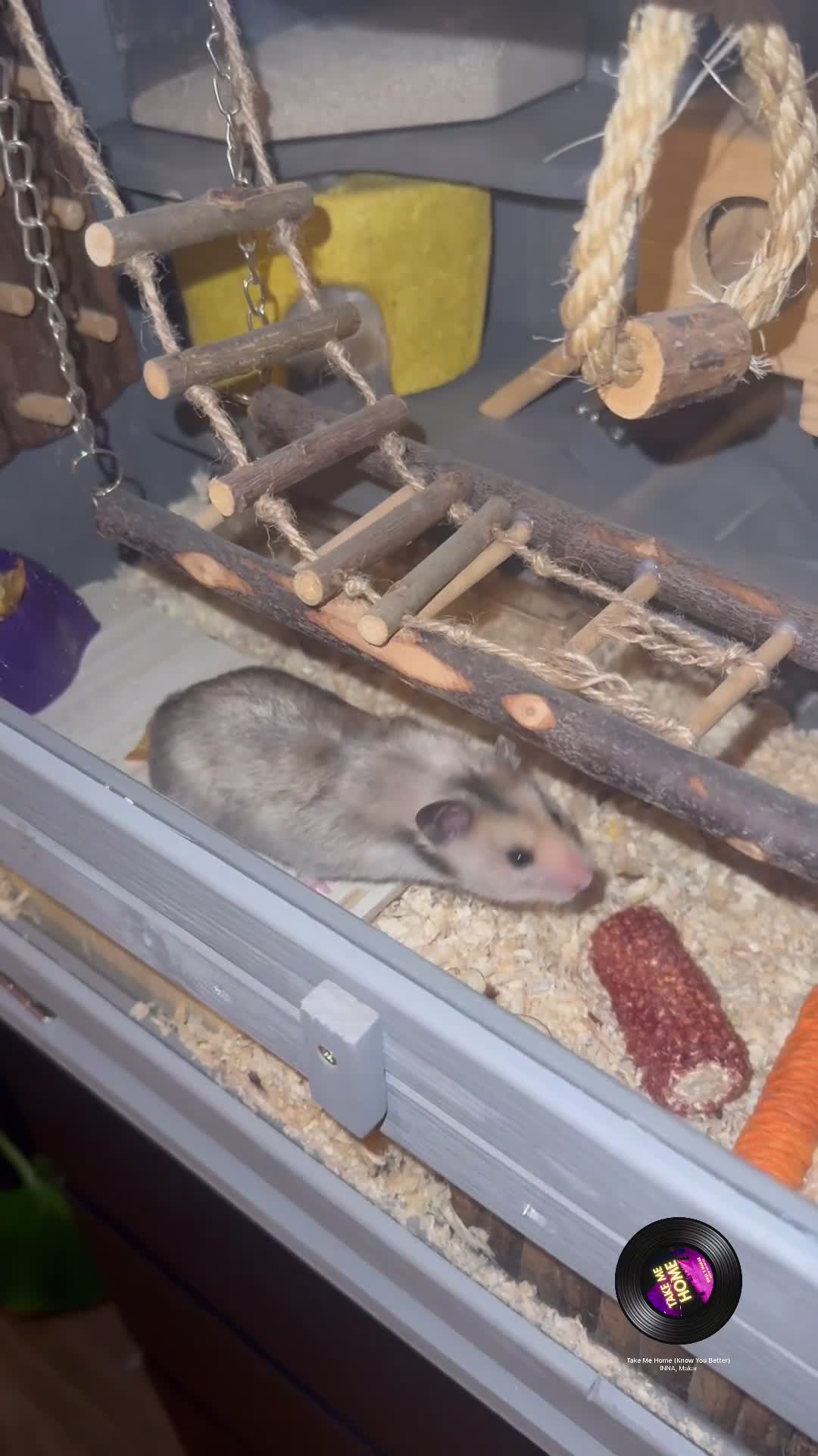 Hamster rodents for sale: Ella it’s looking for a new home  - Video 1