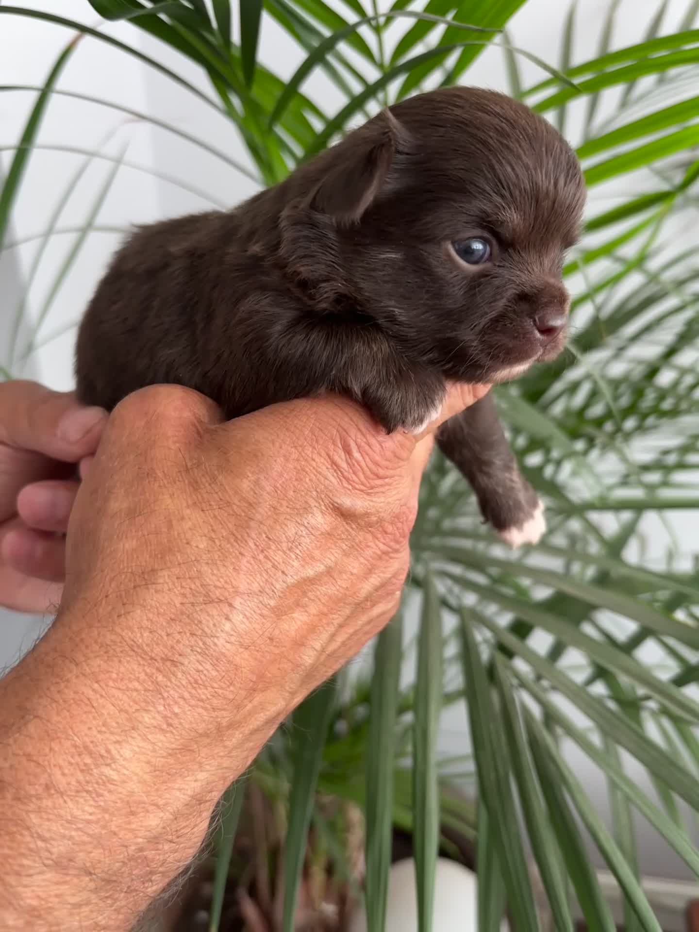 Chihuahua dogs for sale: Pure bred apple head chihuahuas , !! 💕 - Video 1