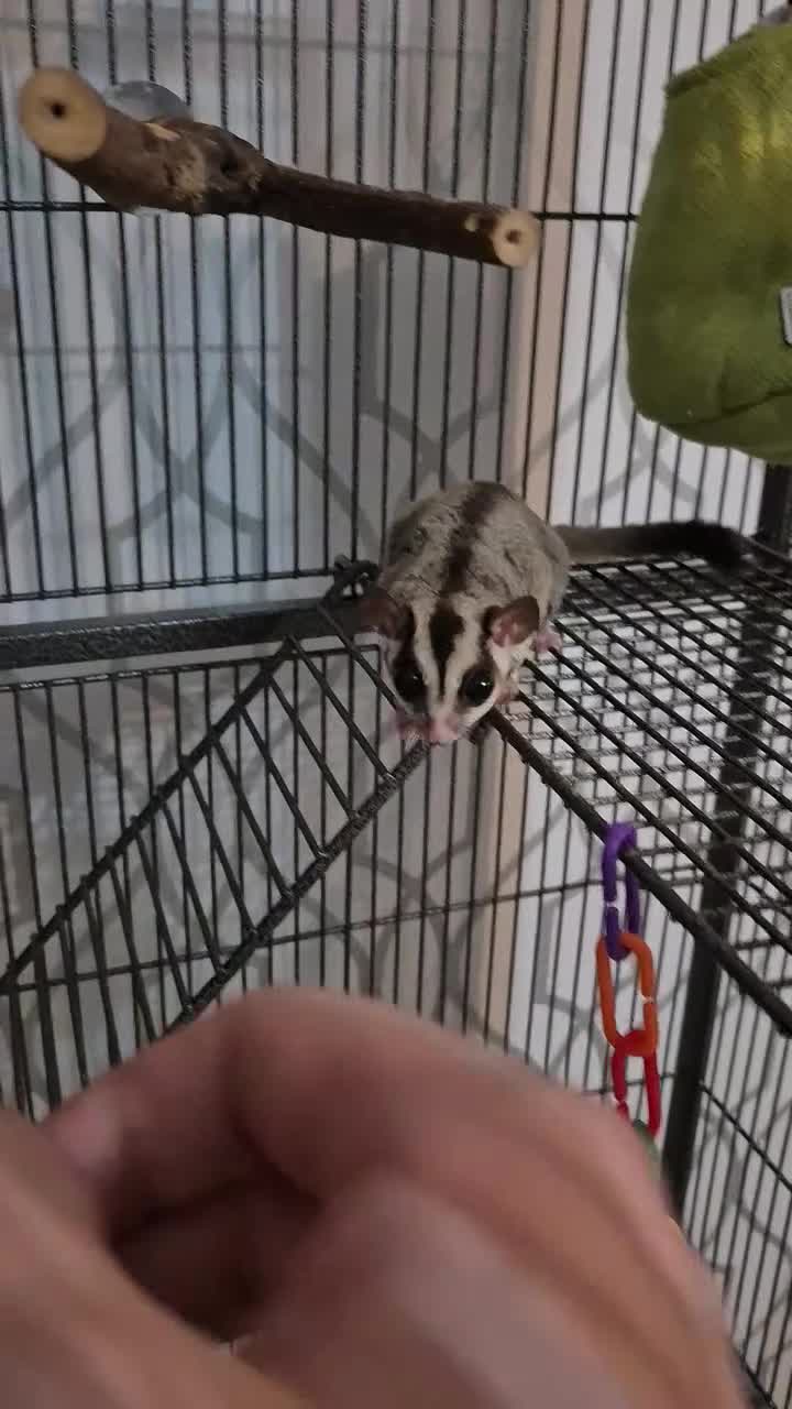 Sugar Glider rodents for sale: Male and Female Sugar Gliders  - Video 1