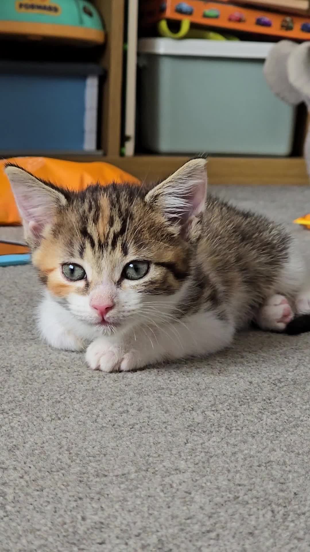 Domestic Shorthair cats for sale: Beautiful Girl Kitten ready to leave - Video 1
