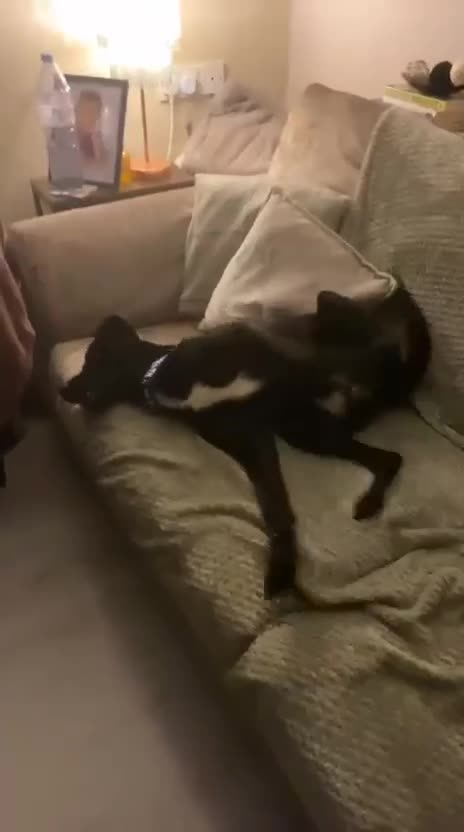 Mixed Breed dogs for adoption: Dobby - Video 2